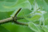 Sambucus sibirica. Верхушка побега. Кировская обл., г. Кирово-Чепецк, лесопарк. 24.06.2018.
