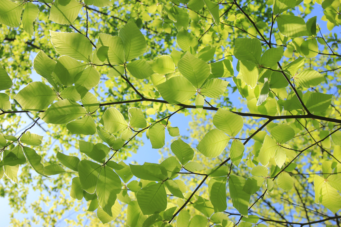 Изображение особи Fagus orientalis.