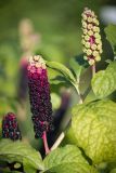 Phytolacca acinosa. Соплодия и листья. Кировская обл., г. Киров, Ботанический сад Вятского государственного университета, в культуре. 22.09.2018.