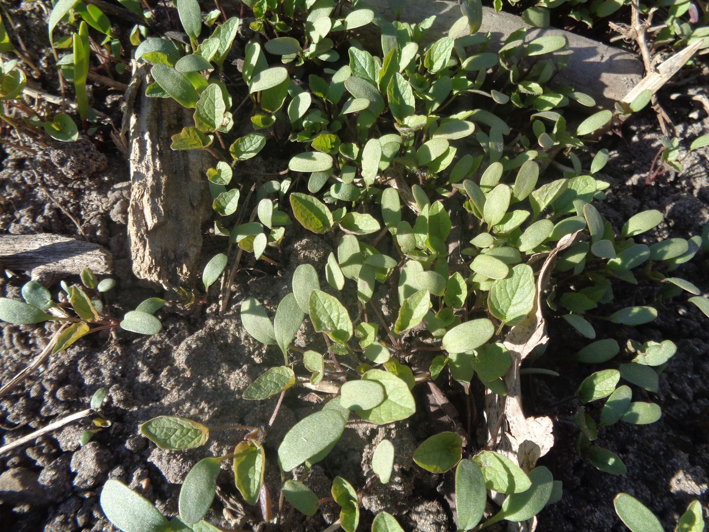 Image of Alliaria petiolata specimen.