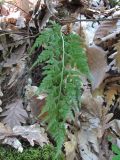 Asplenium adiantum-nigrum. Вайя. Дагестан, окр. г. Дербент, гора Джалган, лес. 23.04.2019.