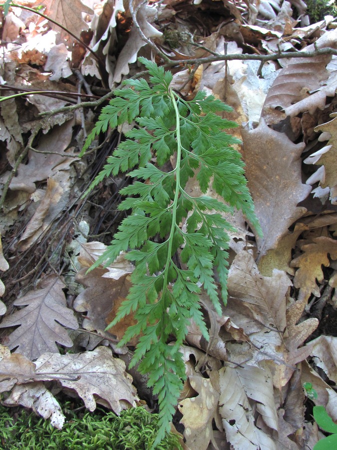 Image of Asplenium adiantum-nigrum specimen.