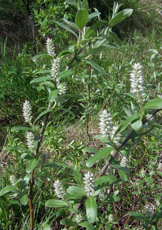 Image of Salix glauca specimen.