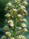 Orchis punctulata. Часть соцветия. Краснодарский край, Анапский р-н, окр. мыса Большой Утриш, юго-западный склон горы Кабаньей (485,2 м), можжевеловое редколесье с участками сухого луга и зарослями из дуба и ясеня. 13.05.2019.