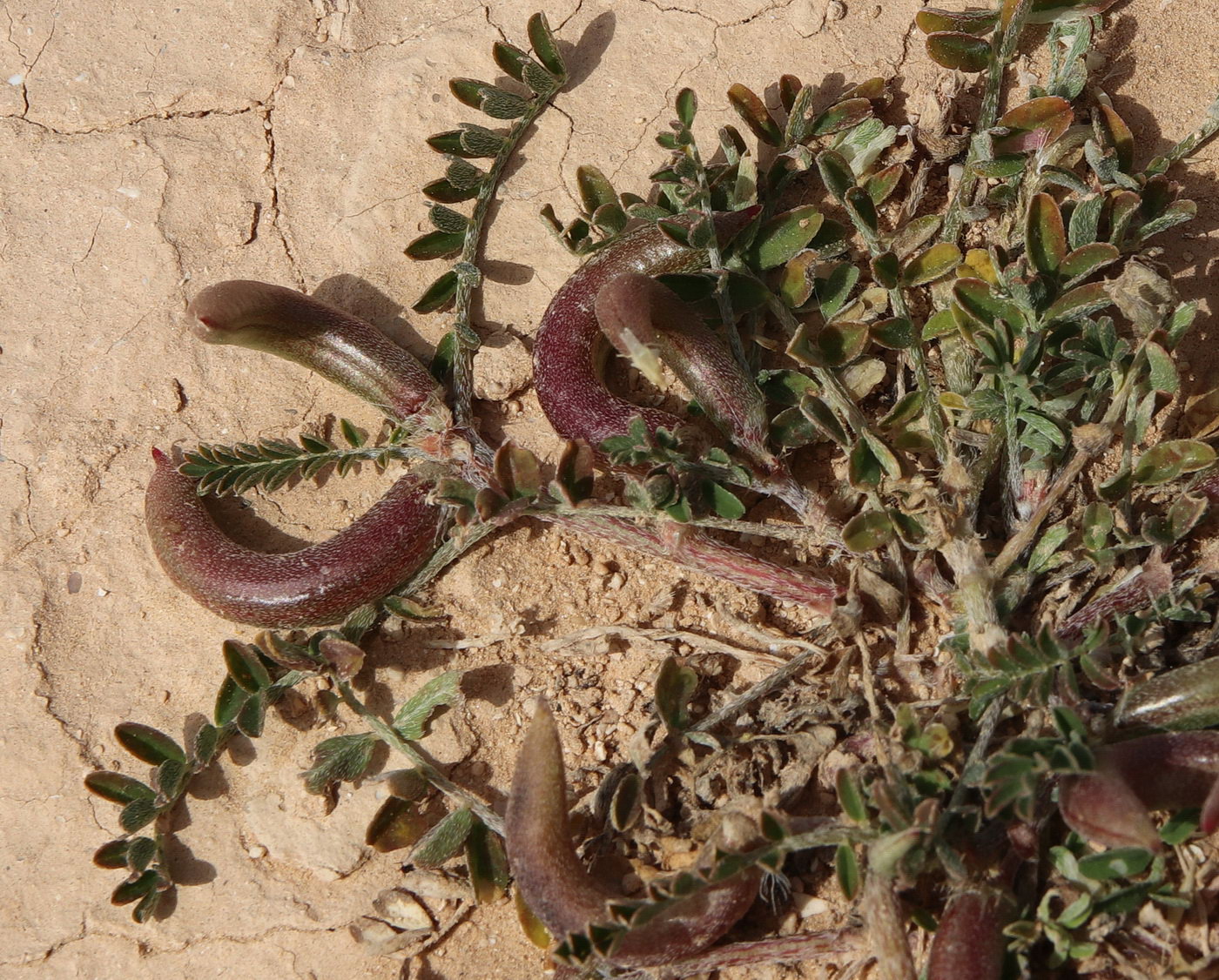 Image of Astragalus hamosus specimen.