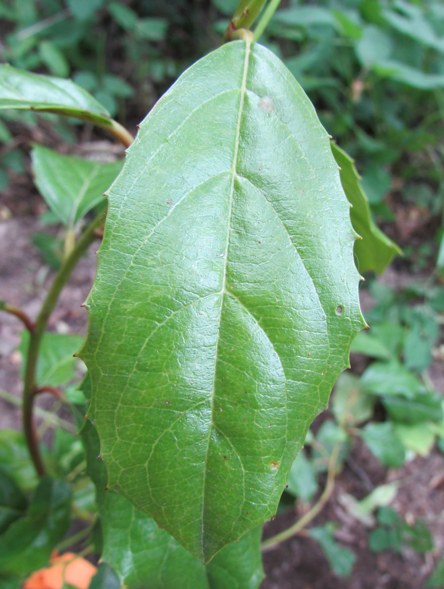 Image of Itea ilicifolia specimen.