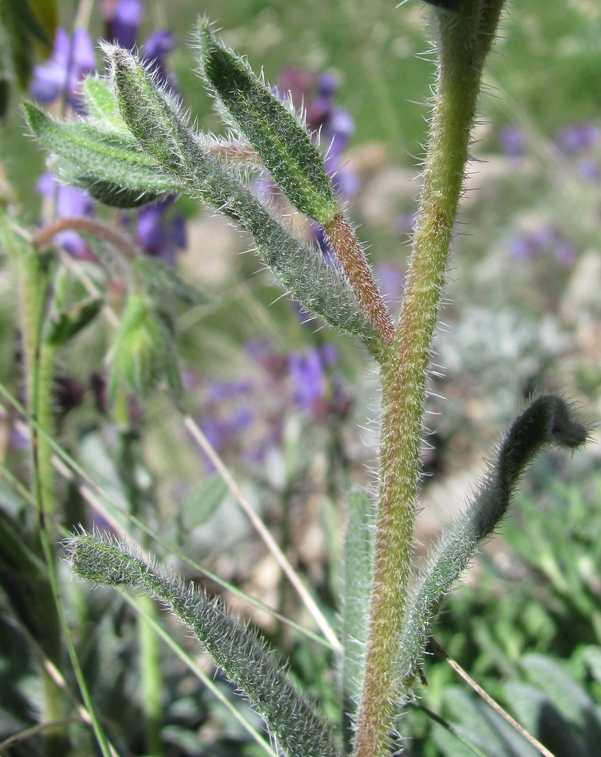 Image of Onosma caucasica specimen.