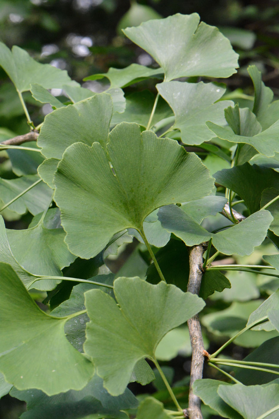 Image of Ginkgo biloba specimen.
