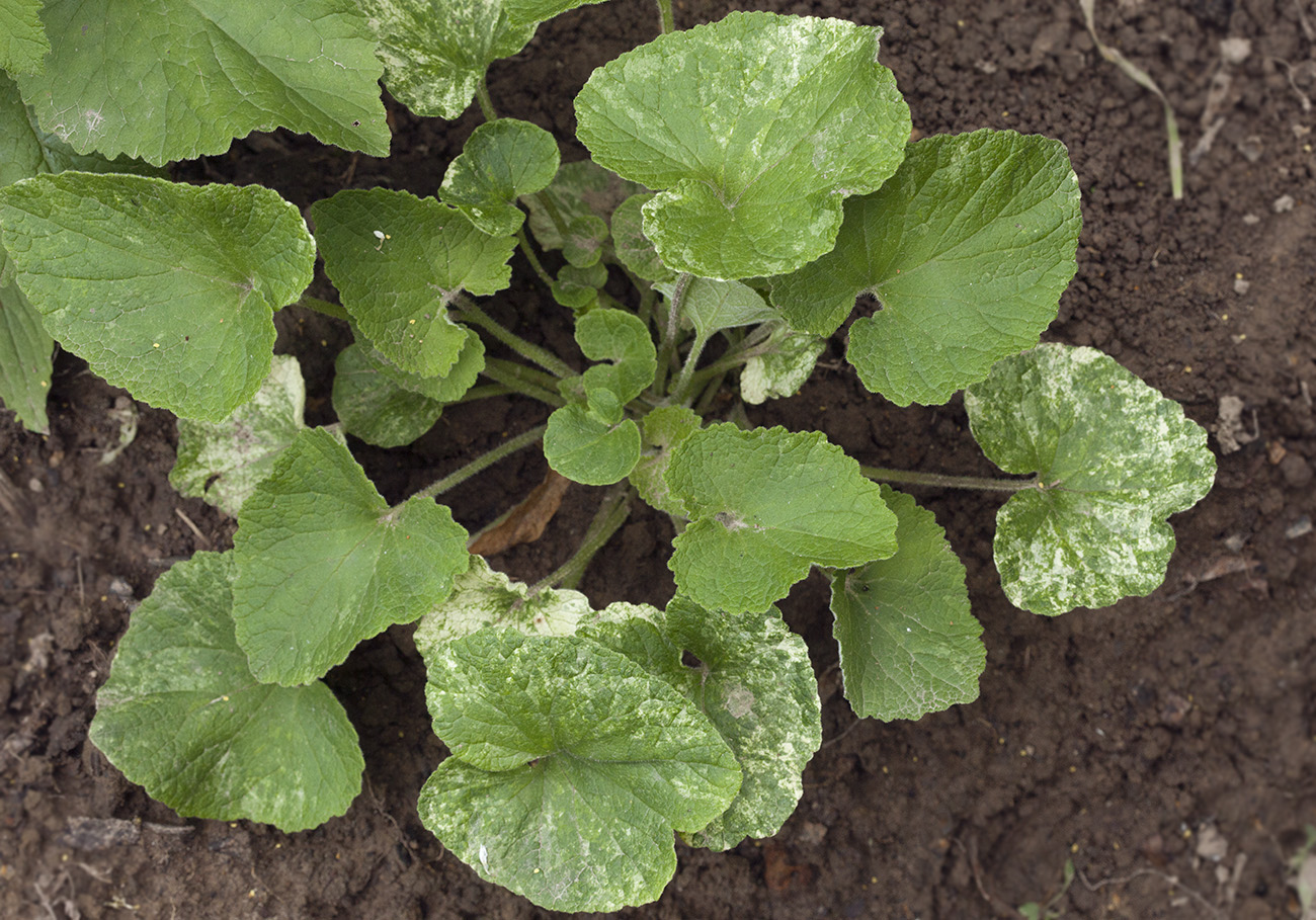 Image of Campanula alliariifolia specimen.