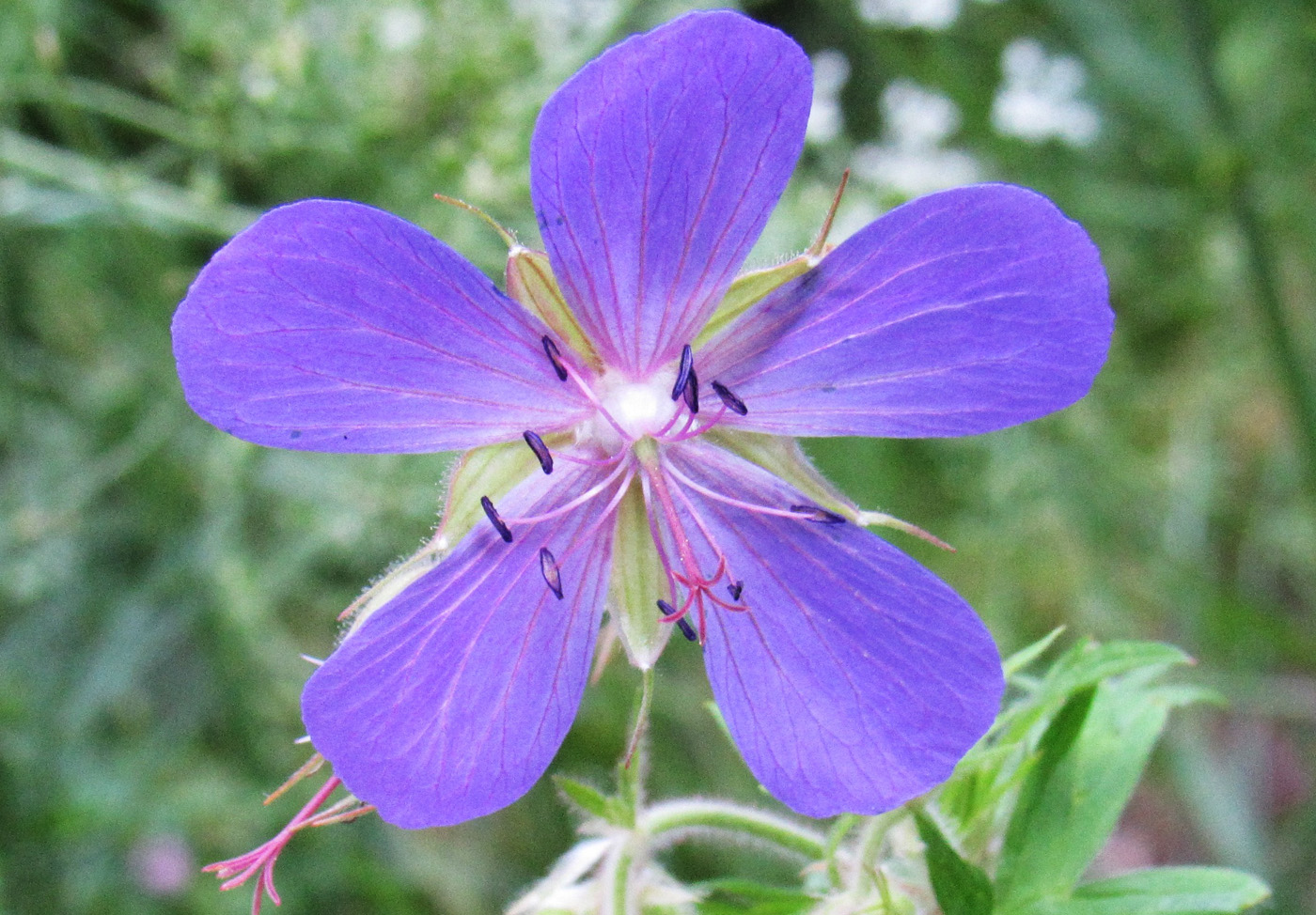 Изображение особи Geranium pratense.