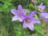 Campanula bononiensis. Цветки. Краснодарский край, окр. г. Новороссийск, хр. Маркотх, окр. пер. Андреевский, опушка леса. 07.08.2019.