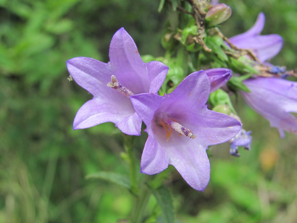 Image of Campanula bononiensis specimen.