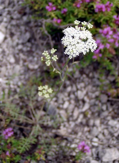 Image of Pimpinella tragium specimen.