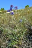 Echinops ruthenicus