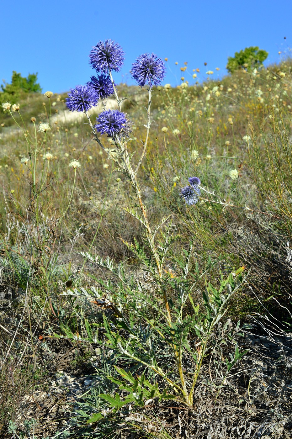 Изображение особи Echinops ruthenicus.