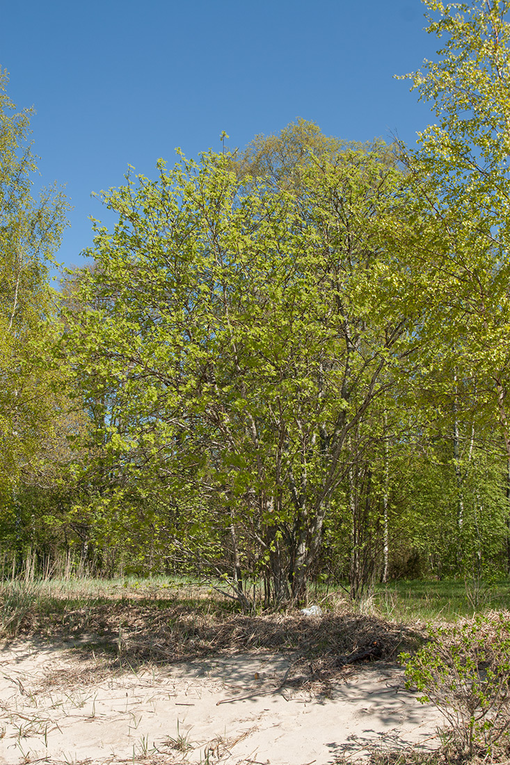 Изображение особи Sorbus aucuparia.