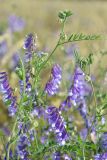 Vicia villosa