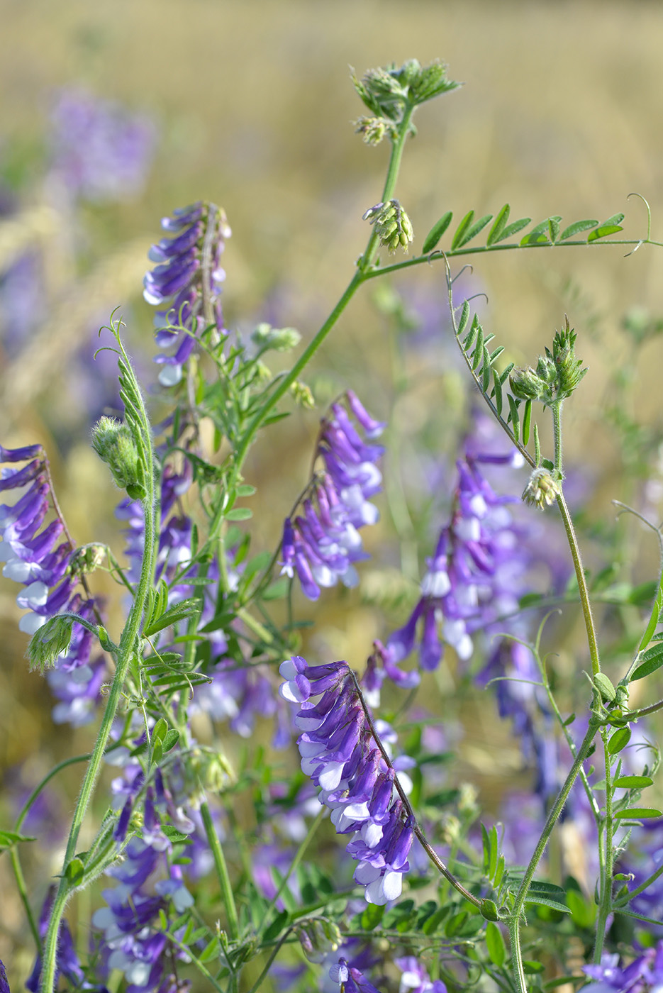 Image of Vicia villosa specimen.