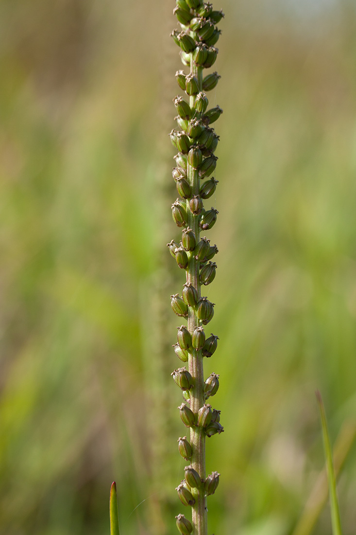 Image of Triglochin maritima specimen.