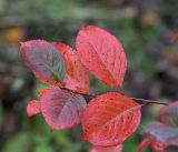 &times; Sorbaronia mitschurinii