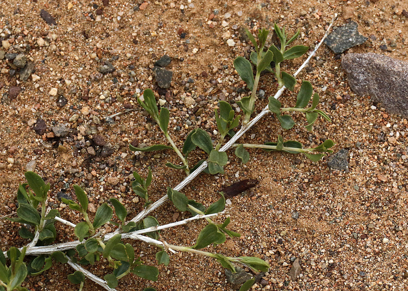 Image of Atraphaxis virgata specimen.