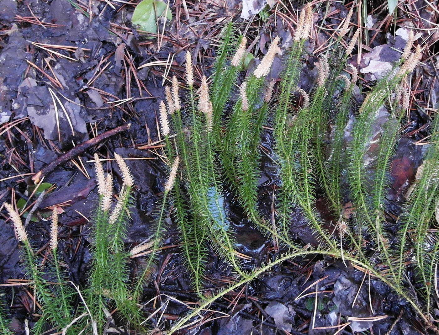 Image of Lycopodium annotinum specimen.