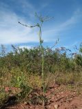 Oedibasis apiculata. Зацветающее растение. Южный Казахстан, вост. предгорья хр. Сырдарьинский Каратау, Закаратауская равнина (возвышенность), сев. побережье оз. Ащиколь, пестроцветы. 5 мая 2019 г.