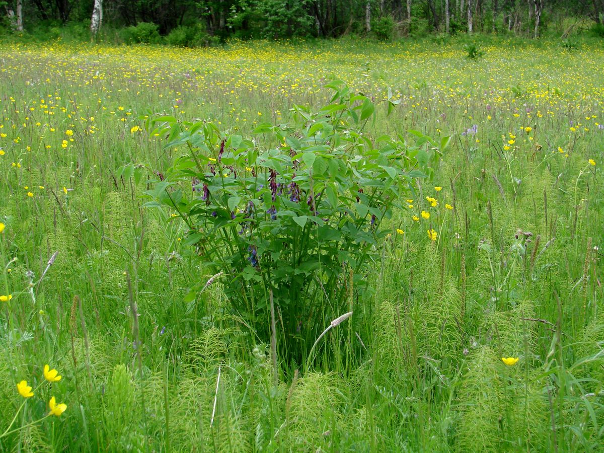 Изображение особи Vicia baicalensis.