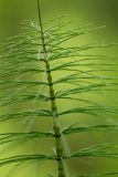 Equisetum telmateia