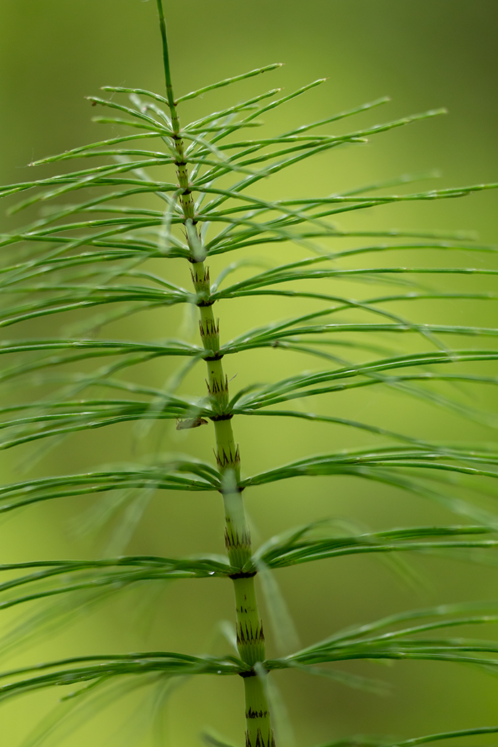 Изображение особи Equisetum telmateia.