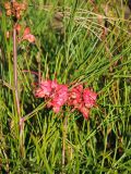 Grevillea johnsonii