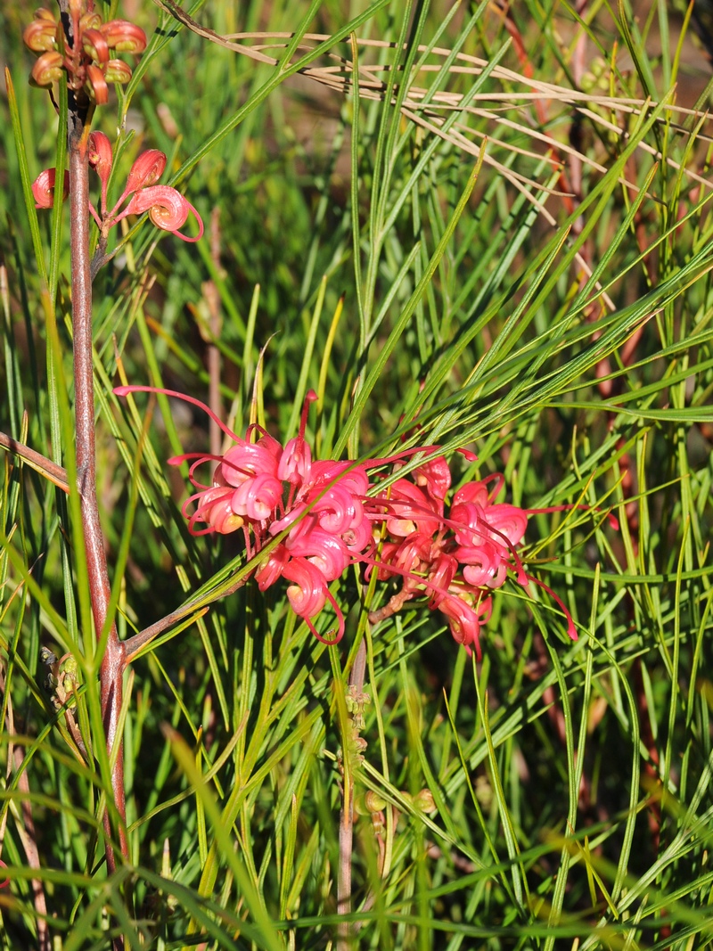 Изображение особи Grevillea johnsonii.