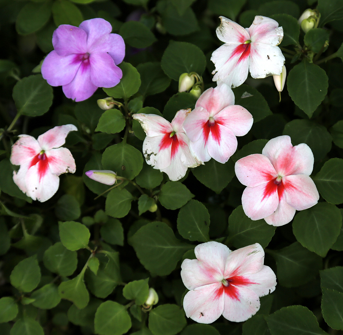 Image of Impatiens walleriana specimen.