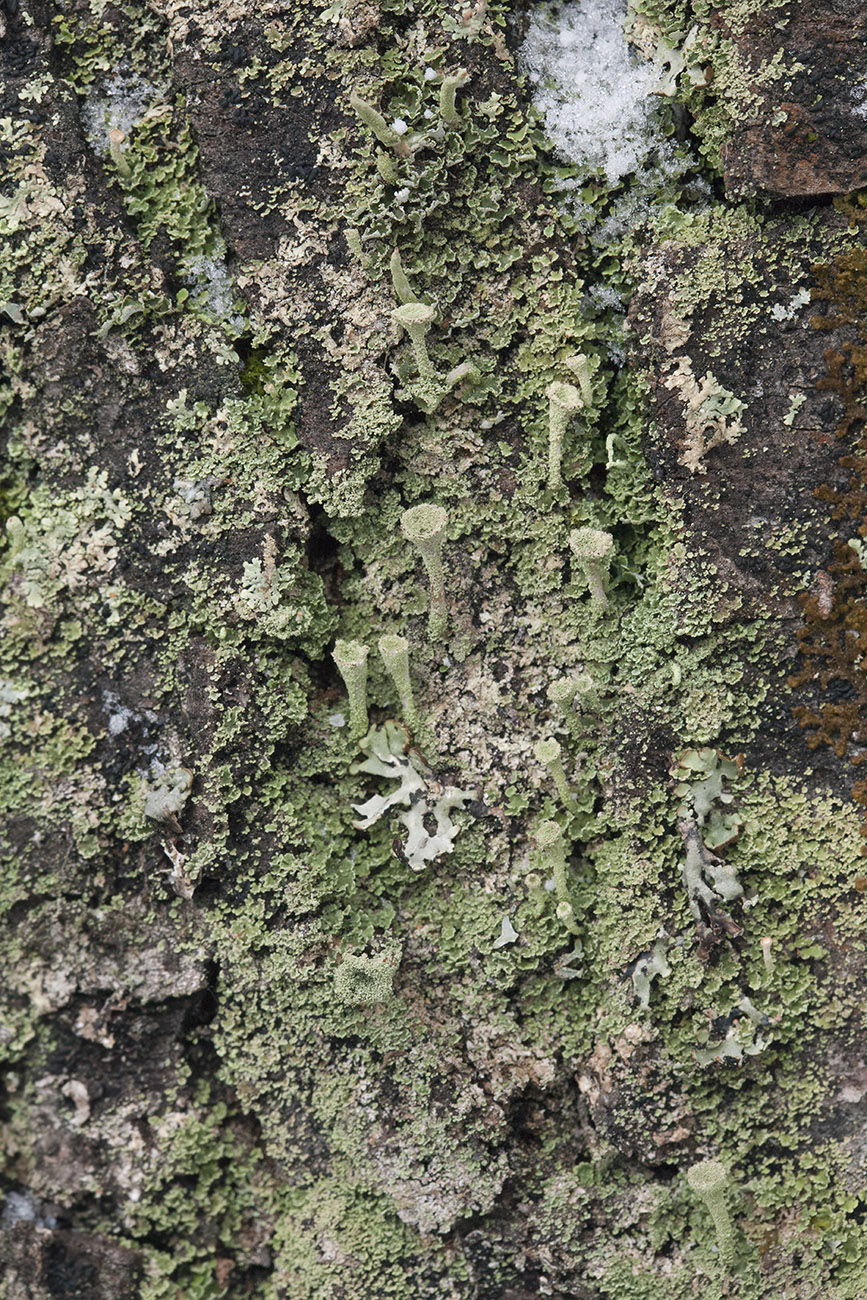 Изображение особи Cladonia fimbriata.