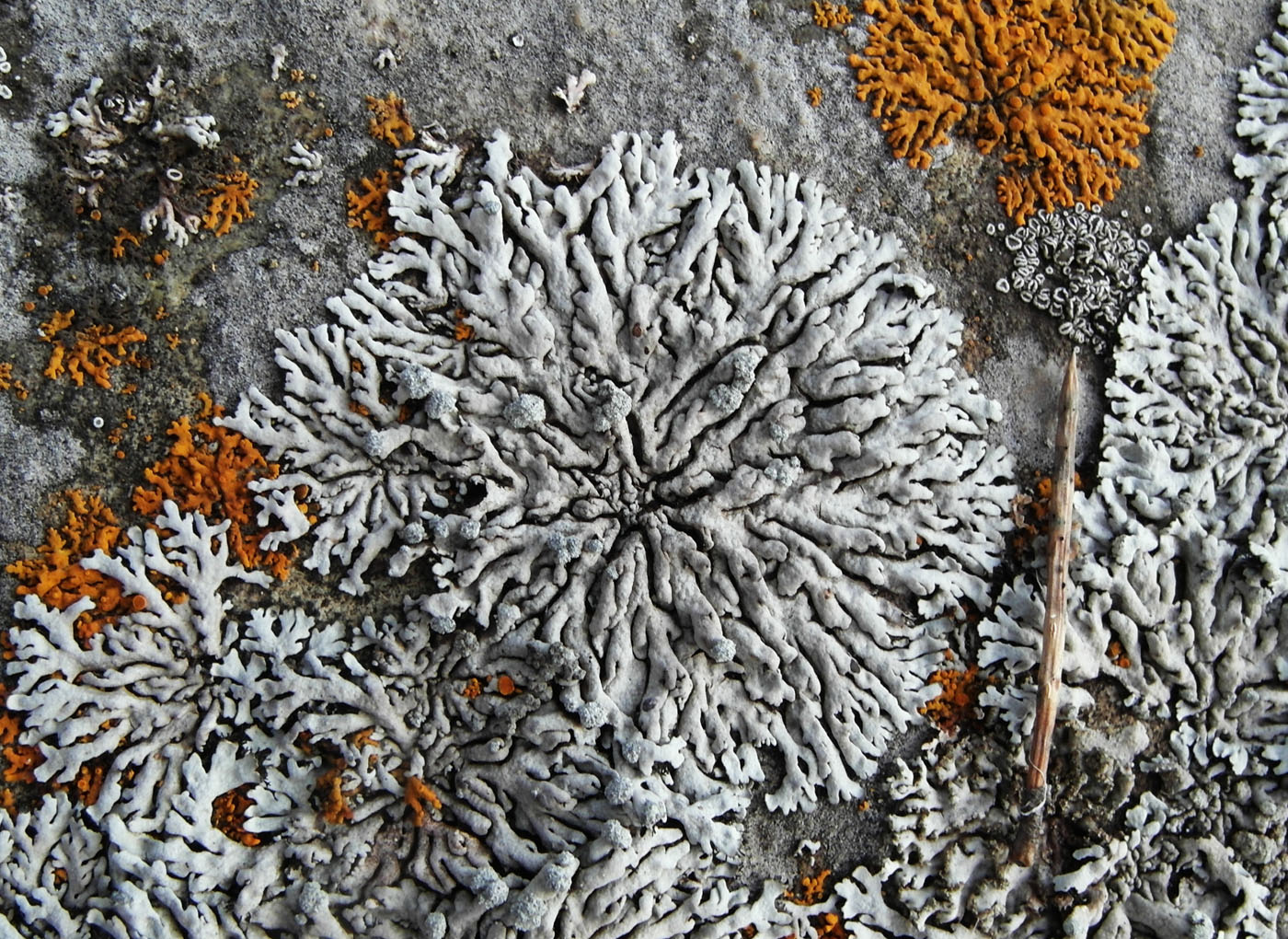 Image of Physcia subalbinea specimen.