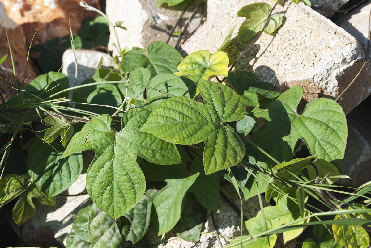 Изображение особи Ipomoea indica.