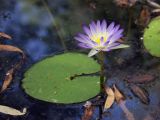 Nymphaea violacea. Цветок и лист. Австралия, северо-западный Квинсленд, национальный парк Boodjamulla (Lawn Hill), маленькое болотце возле р. Lawn Hill; конец сухого сезона (сезон gurreng). 13.10.2009.