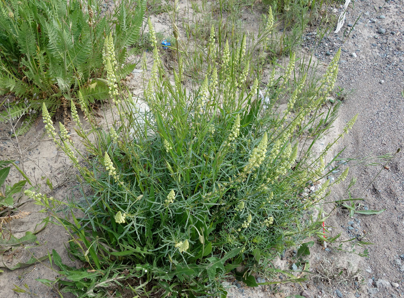 Image of Reseda lutea specimen.
