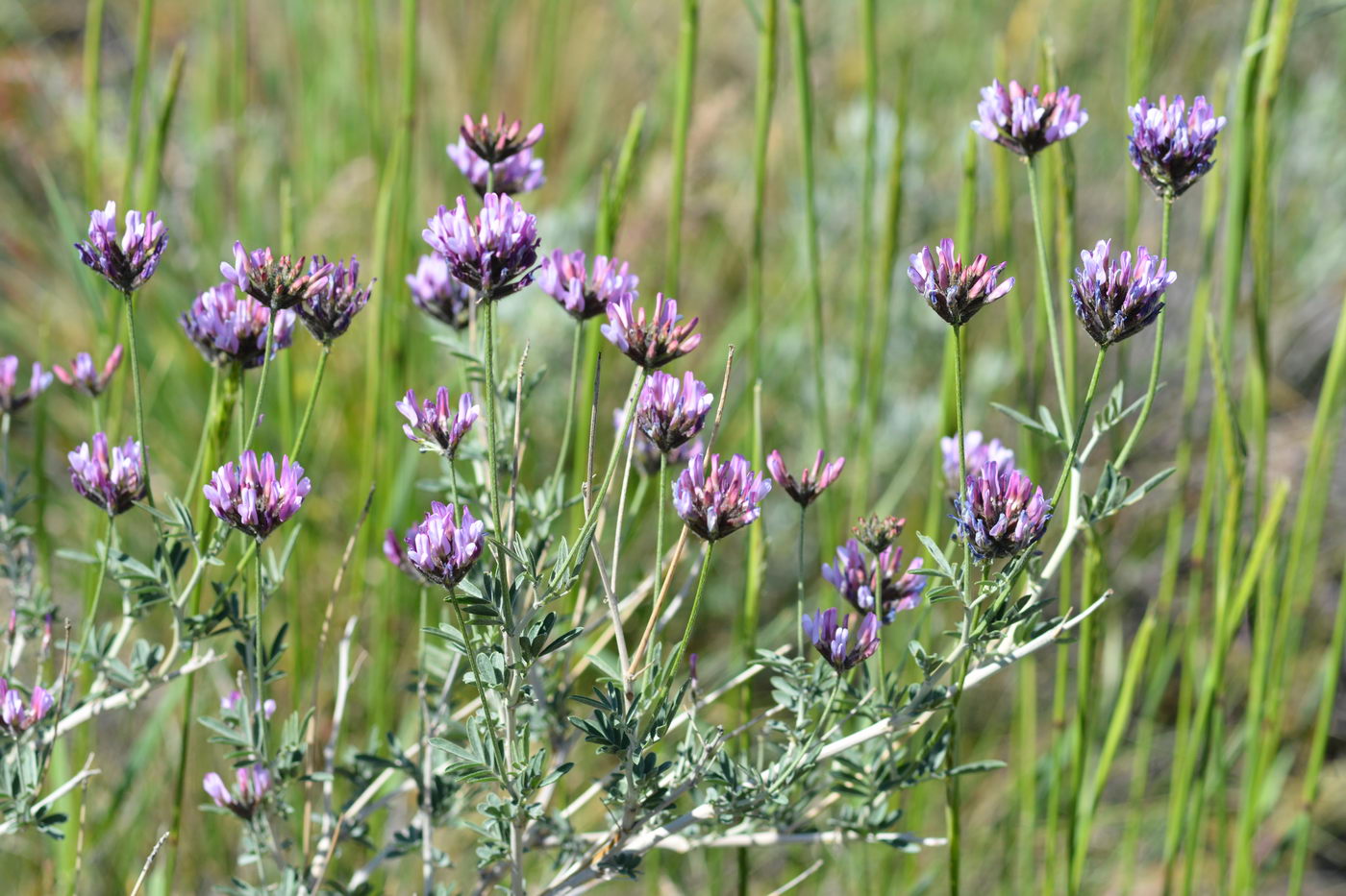 Изображение особи Astragalus arbuscula.