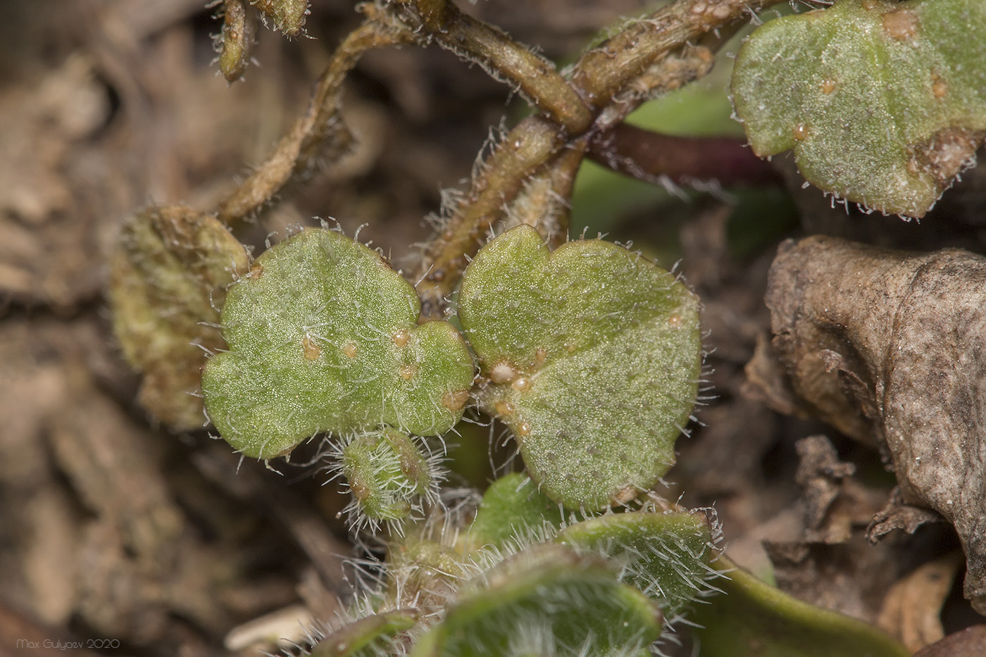 Image of Veronica hederifolia specimen.