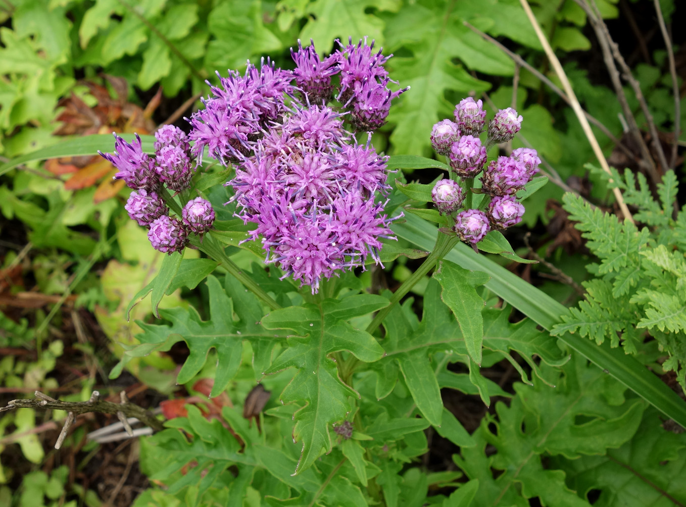 Изображение особи Saussurea neopulchella.