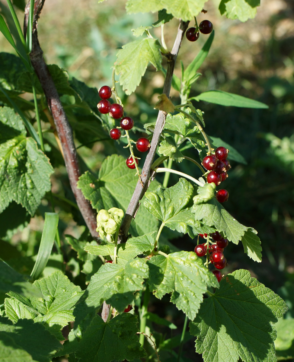 Изображение особи Ribes rubrum.