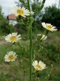 Lactuca indica. Часть общего соцветия с цветущими и развивающимися элементарными соцветиями-корзинками. Приморский край, г. Артем, ул. Кирова р-н ост. 17-й км, заросший пустырь. 06.08.2019.