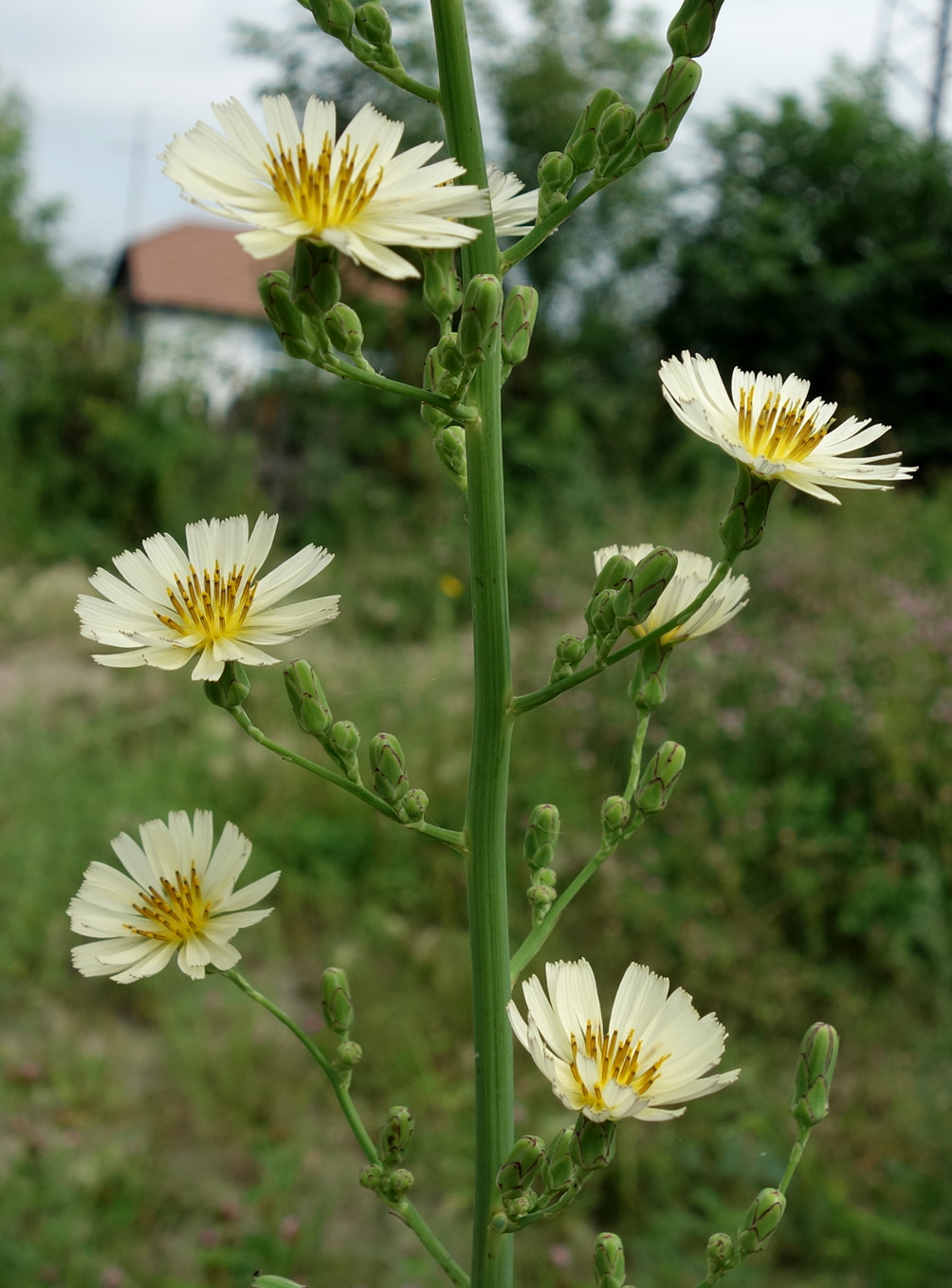 Изображение особи Lactuca indica.