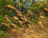 Agropyron pectinatum. Плодоносящие растения. Башкортостан, Бурзянский р-н, скала. 12.08.2010.