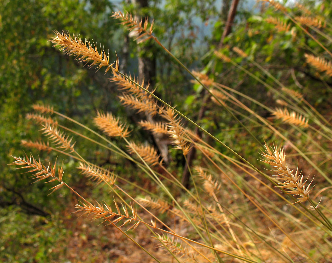 Изображение особи Agropyron pectinatum.