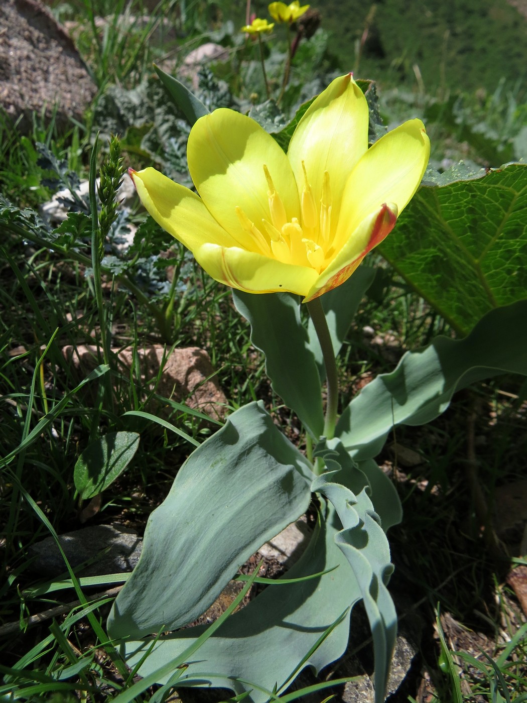 Image of Tulipa dubia specimen.