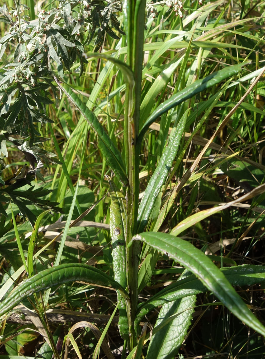 Image of genus Saussurea specimen.