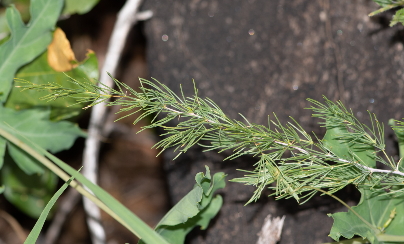 Изображение особи Asparagus nelsii.