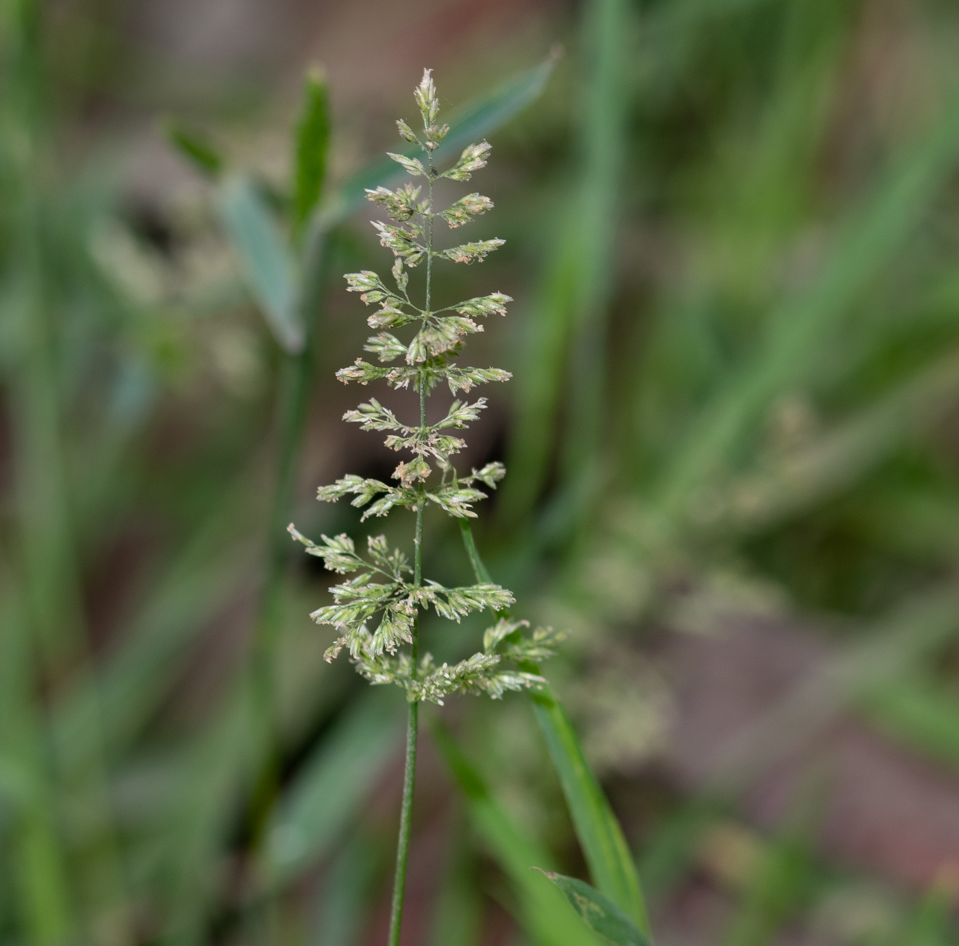 Изображение особи род Polypogon.